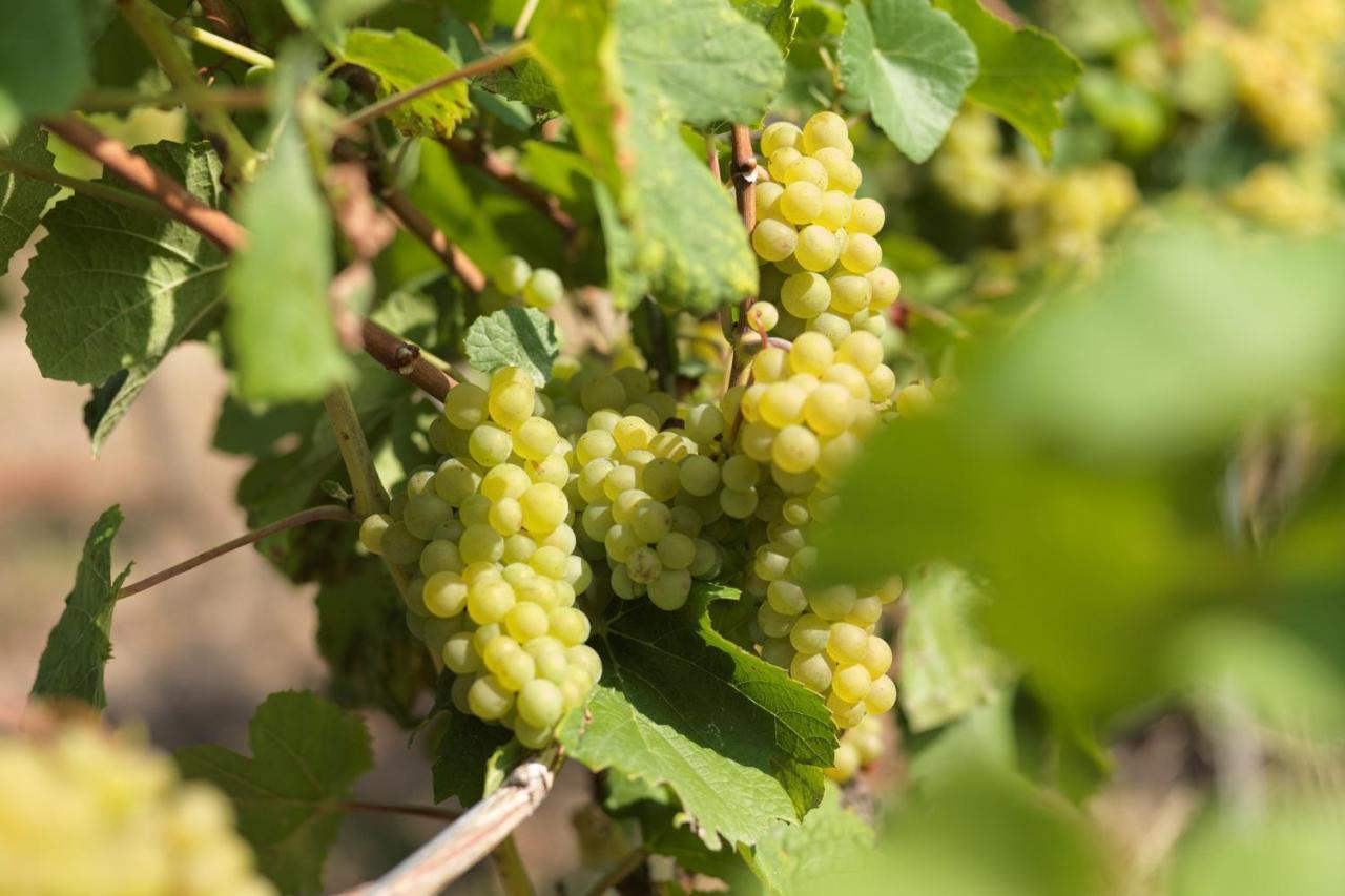 Weinmotel Simon 1 A Alzenau Zewnętrze zdjęcie